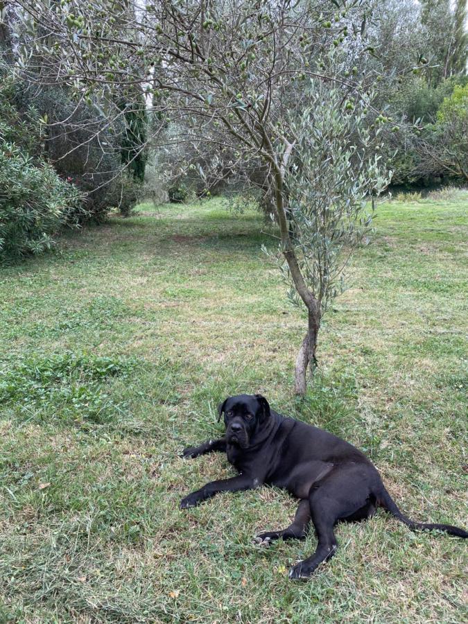 Bastide De Gueissard Bed & Breakfast แซ็งต์-ซีร์-ซูร์-แมร์ ภายนอก รูปภาพ